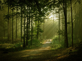 Sunlit wooded path trees nature - forest free wallpaper for desktop