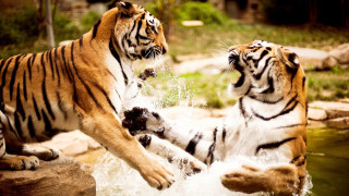 Tigers playing water enclosure zoo - the zoo free wallpaper