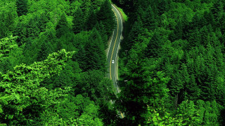 Lush forest road car dappled - the road free wallpaper