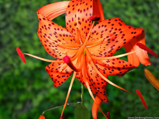 Close up flower green background 3 - derek chittock free wallpaper for desktop