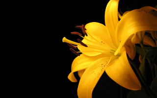 Yellow flower closeup black background - a yellow flower free wallpaper