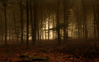 Forest trees leaves fog branches - a few branch free wallpaper for desktop