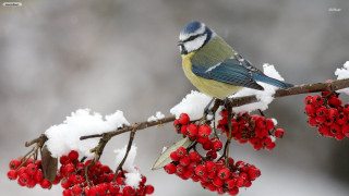 Blue bird snow berries branch - a blue bird free wallpaper
