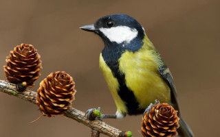 Bird perched branch pinecones brown - pine free wallpaper
