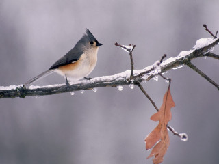 Bird perched branch snow leaves - charles bird king free wallpaper