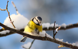 Snowy bird branch blue sky - snow and ice free wallpaper