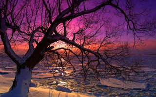 Tree snow purple sky sunset - a tree in the snow free wallpaper