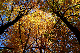 Tree yellow leaves sky background - a tree free wallpaper