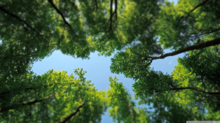 Sky trees ground view looking - the top of the trees free wallpaper