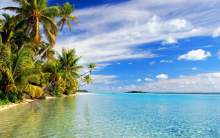Tropical beach palm trees clear 9 - a tropical beach free wallpaper