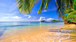 Beach palm tree island blue - a small island in the distance free wallpaper