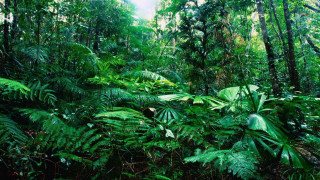 Lush green forest sunny jungle 6 - a lush green forest free wallpaper for desktop