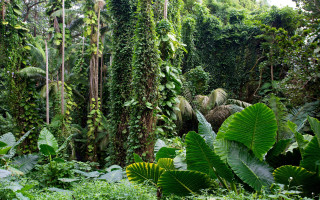 Lush green forest trees plants 4 - jungle free wallpaper