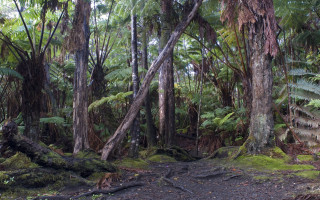 Forest path bench trees ferns - forest free wallpaper for desktop