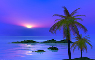 Palm tree beach ocean sunset - top of a beach next free wallpaper
