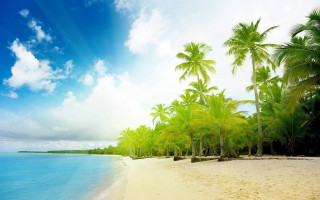 Beach palm trees blue sky 25 - a white sand beach free wallpaper for desktop
