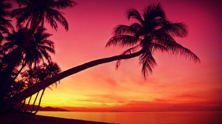 Palm tree sunset beach pink - a palm tree free wallpaper