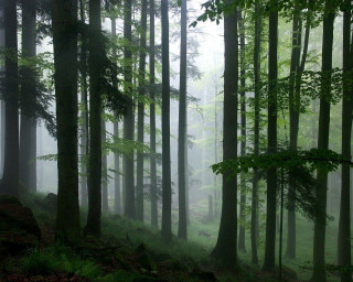 Forest tall trees fog misty - fog free wallpaper