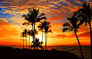 Sunset palm trees beach boat - the water and a person free wallpaper