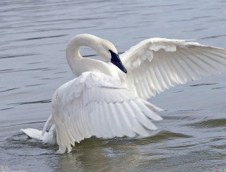 White swan flapping wings swimming - white wing free wallpaper