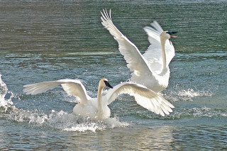 Two white swans swimming together - graceful free wallpaper