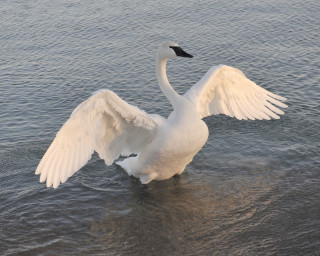 White swan wings spread water - a white swan free wallpaper