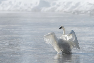 White swan flaps wings frozen - frozen free wallpaper