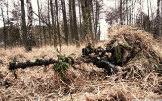 Logs forest grass trees fallen - grass and trees free wallpaper