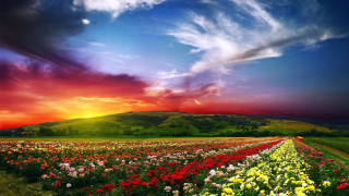 Field flowers cloudy sky sunset - arthur quartley free wallpaper