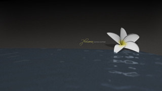 White flower floating water black - blender and photoshop free wallpaper
