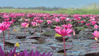 Water lilies purple flowers bird - the middle of them free wallpaper
