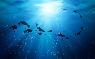 Fish group swimming ocean sunbeam - underwater free wallpaper for desktop