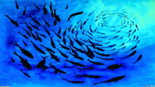School of fish swimming ocean 2 - lostfish free wallpaper