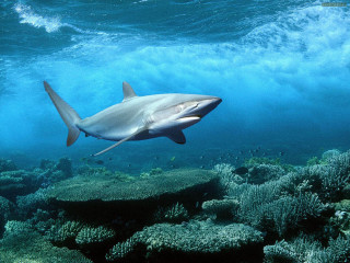 Shark swimming coral reef ocean - a few fish free wallpaper