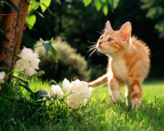 Small kitten green field white - sunny day free wallpaper