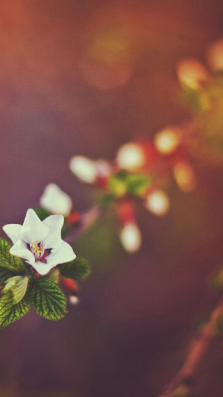 White flower green leaves sunlight - a tilt shift photo free wallpaper for mobile