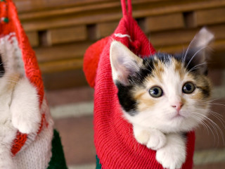 Kitten sweater bag kitten bag - funny free wallpaper for desktop