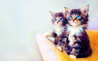 Two kittens yellow blanket blue - blue eye free wallpaper