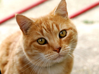 Sad cat sitting red object - a red object free wallpaper