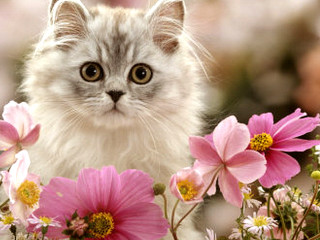 Cat surprised field flowers eyes - a field of flowers free wallpaper for desktop