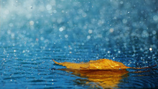 Leaf floating water rain blue 2 - rain free wallpaper for desktop