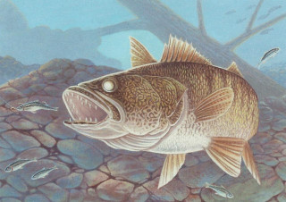 Fish illustration water rocks trees - fish free wallpaper for desktop