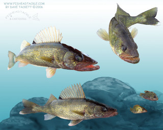Three fish swimming water rocks - digital painting free wallpaper for desktop