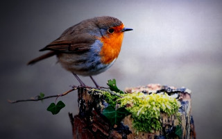 Small bird tree stump moss - a tree stump free wallpaper