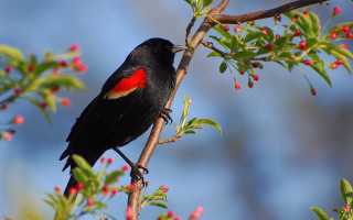 Black bird red chest tree - red berry free wallpaper