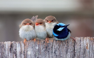 Three little birds sitting on 2 - institutional critique free wallpaper
