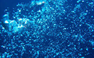 Bubbles floating water sunny day - lostfish free wallpaper