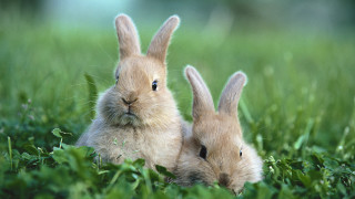 Two rabbits grass nature forest - two rabbit free wallpaper