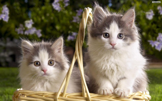 Kittens basket grass sun outside - the sun free wallpaper