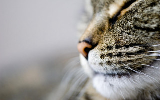 Cat eyes closed blurry background - focus free wallpaper
